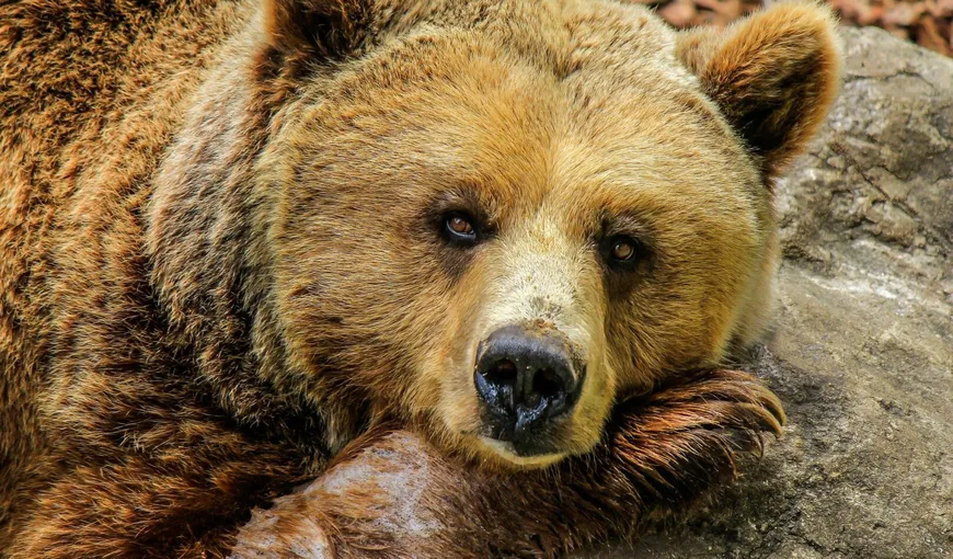 Ministrul Mediului, noi detalii despre cazul ursului ucis în Covasna: S-au recoltat probe ADN şi se solicită informaţii despre monitorizarea ursului!