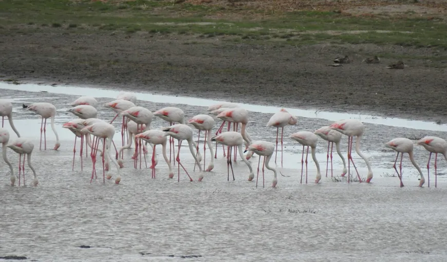 Flamingo în Delta Dunării. Peste 100 de păsări au fost fotografiate pe lacul Tuzla