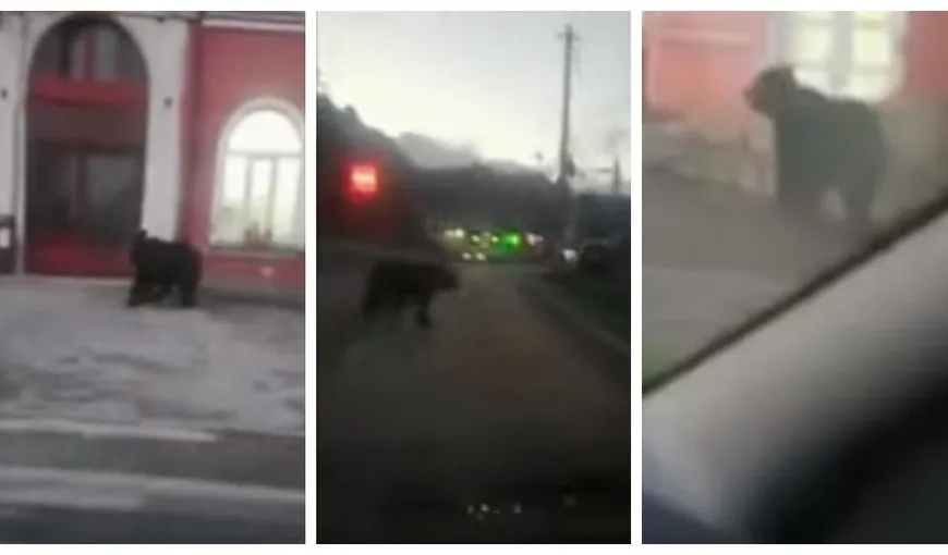 Panică în Bușteni! Urs filmat în timp ce se plimba pe stradă, pe lângă turiști VIDEO