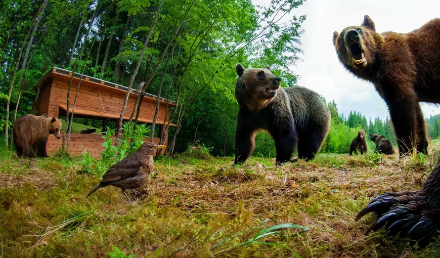 Alertă în Harghita, după ce au fost văzuţi opt urşi. A fost emis mesaj RO-ALERT