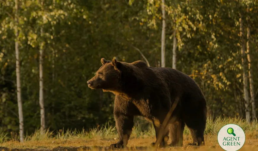 Cel mai mare urs din România a fost ucis de un prinț din Austria! Primise derogare pentru eliminarea unei alte ursoaice