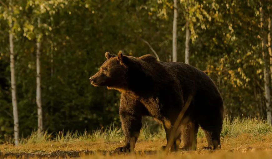 Ursul Arthur, în presa internațională. „Regele urşilor din România, împuşcat de un prinţ”
