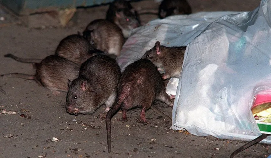 Alertă într-o patiserie din Capitală. Un șobolan viu a fost găsit printre produse. ANPC, amendă de 20 de mii de lei pentru unitatea alimentară!