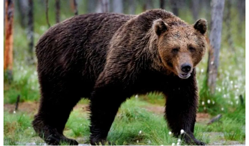 Adolescentă atacată de urs în Sinaia. Autorităţile sunt în alertă