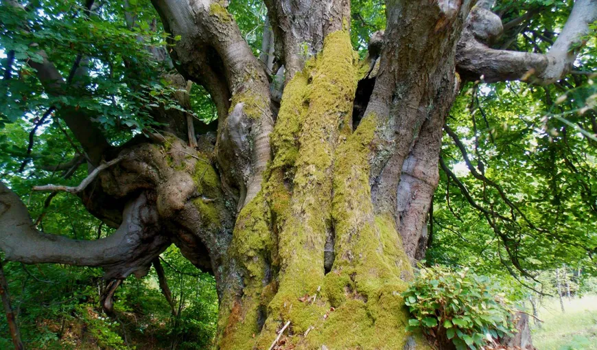 USR PLUS a anunţat că depune un proiect de lege pentru protecţia arborilor remarcabili