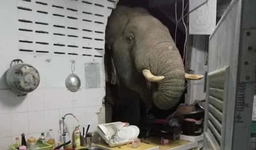 S-au trezit cu un elefant în bucătărie, care le-a spart peretele și căuta mâncare printre rafturi. Imagini incredibile!