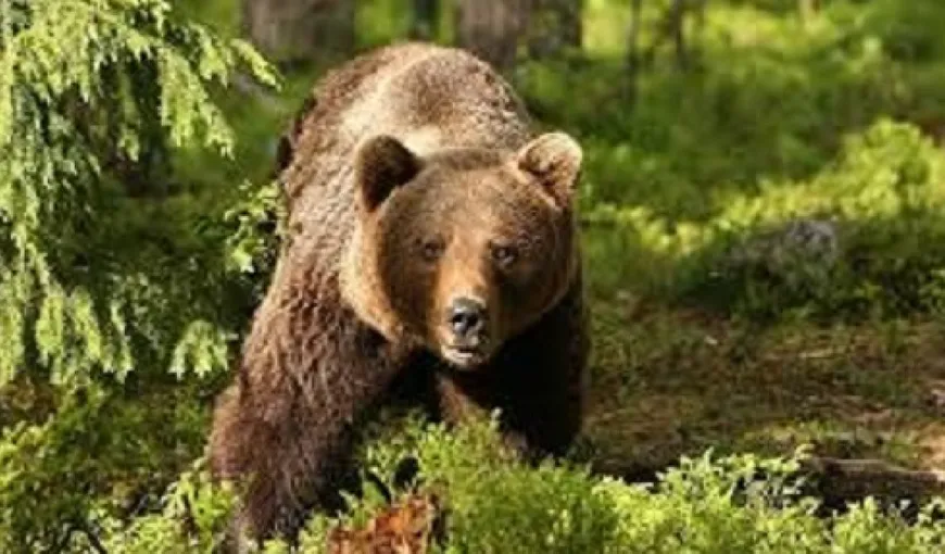 Alertă în Vrancea din cauza urşilor. Localnicii sunt disperaţi: „Alooo, Regia Naţională a Pădurilor Romsilva, ministrul Mediului, domnilor, dormiţi?”