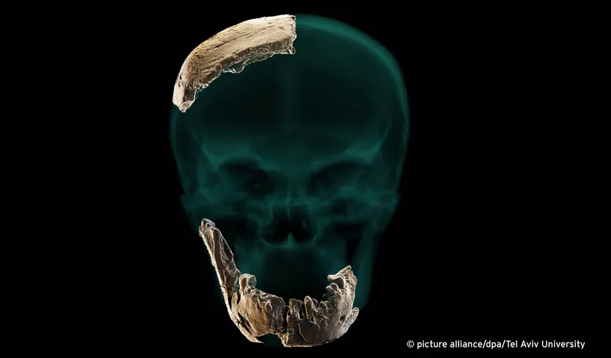 O nouă specie de om a fost descoperită în Israel. Îi lipsea bărbia, dar avea dinții foarte mari