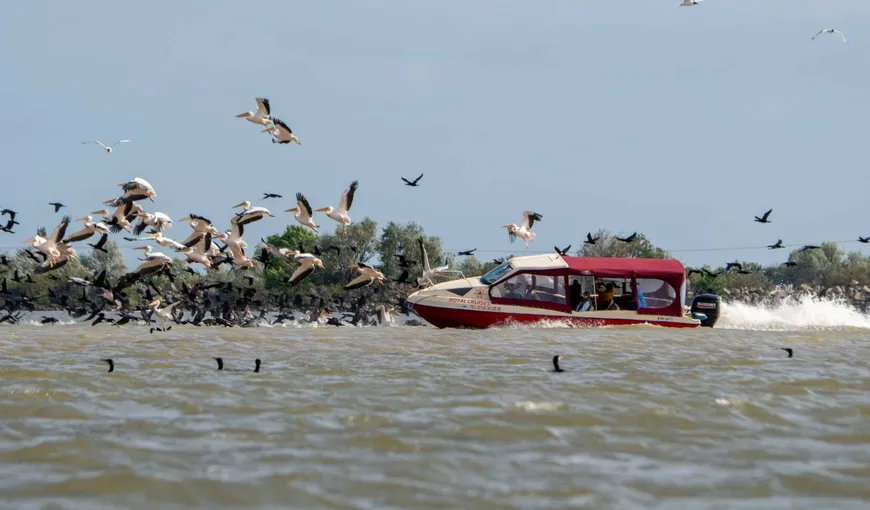 O barcă din Deltă a intrat cu viteză într-un stol de pelicani! Imaginile au făcut înconjurul internetului – VIDEO!