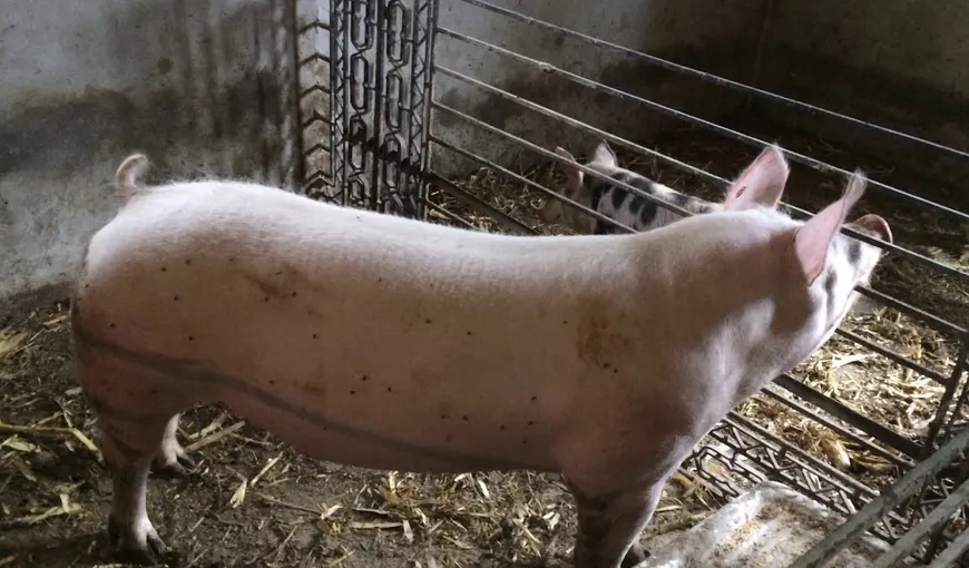 Preşedintele secţiei de Zootehnie a Academiei de Ştiinţe Agricole şi Silvice (ASAS), Ilie Van: „Preţul cărnii de porc va creşte cu 25% în Europa, din cauza cererii mari din China”
