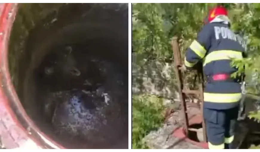 Imaginile momentului! Pui de urs salvat de pompieri dintr-un canal VIDEO