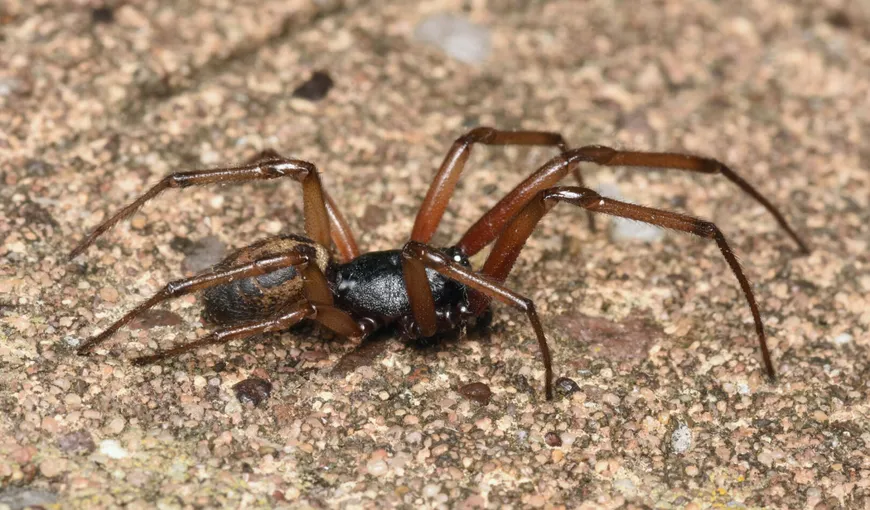 Steatoda nobilis, specia de păianjen care ia cu asalt Europa. Muşcătura sa poate avea efecte severe asupra organismului