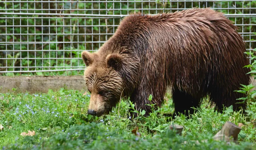 18 apeluri pentru alungarea urşilor în judeţul Harghita, în minivacanţa de Rusalii. O ursoaică a intrat în garajul primarului de la Băile Tuşnad