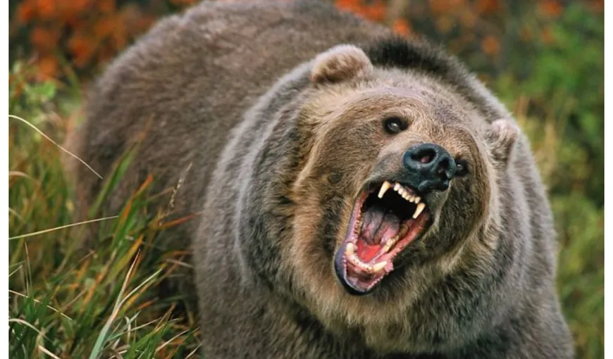 Un urs a băgat spaima în localnicii din Dâmboviţa: „Seară de seară ne dă târcoale. Nu mai avem siguranţă”