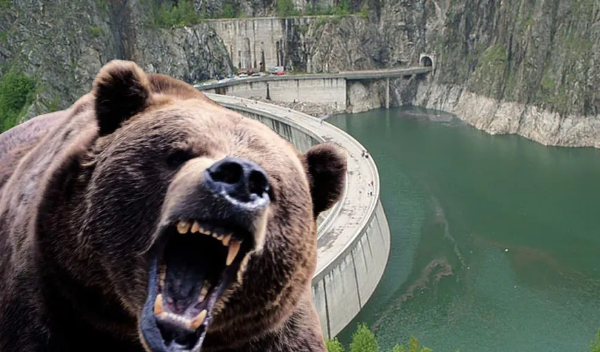 Bărbat atacat de urs în zona Barajului Vidraru din judeţul Argeş