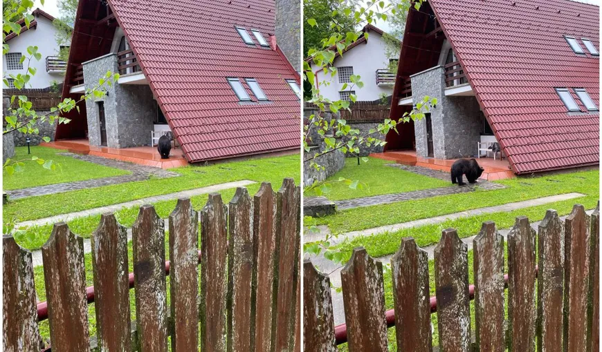 Un pui de urs din Sinaia a făcut senzaţie pe internet. Animalul a intrat în curtea unei case şi a început să îşi facă de cap – VIDEO