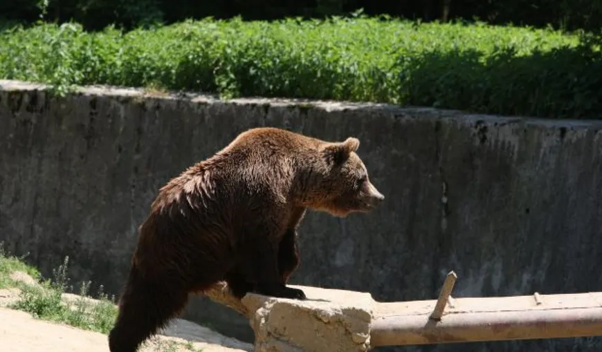 Ministrul Mediului consideră că, în primăvară, trebuie luată „o decizie tranşantă” în problema urşilor