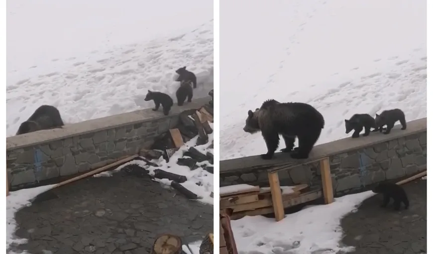 O ursoaică şi trei pui, surprinşi la cabana Bâlea Lac. Salvamontist: „Primii oaspeţi la cafea”. Imagini virale