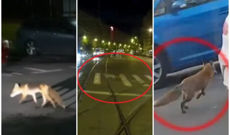 Vulpi filmate pe străzile din Bucureşti. Care este explicaţia: „Li se oferă șansa să supraviețuiască într-un mediu în care nu trebuie să vâneze”