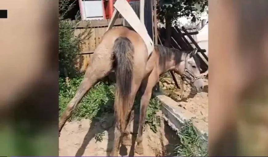 Operațiune de salvare impresionantă! Un cal a fost scos dintr-o groapă adâncă de 5 metri, în județul Argeș VIDEO