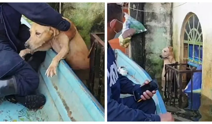 Labrador salvat în ultimul moment din inundațiile care au distrus casa familiei. Gest impresionant al echipajelor de salvare! VIDEO