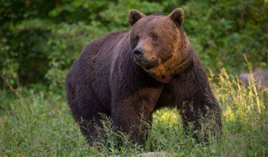 Imagini dramatice! Urs ucis și tranșat de doi braconieri în Dâmbovița. Când au fost prinși, au scos cuțitul la vânători