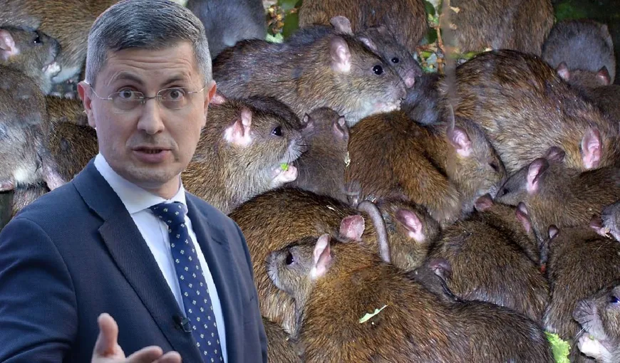 Dan Barna dă vina pe greaua moştenire pentru problema şobolanilor din Bucureşti. „Cine trebuie să facă deratizarea? O companie municipală înfiinţată de doamna Firea”