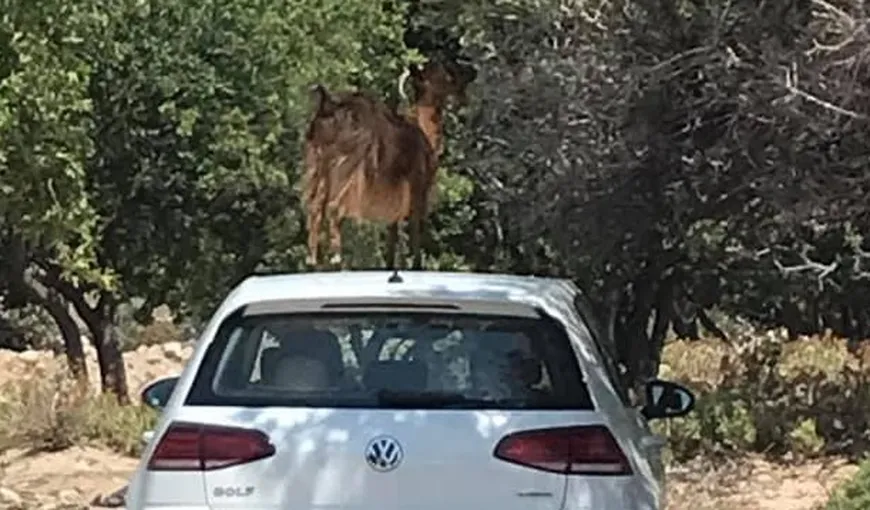 O capră s-a cocoţat pe maşina unui român, în Grecia. Imaginile au devenit virale