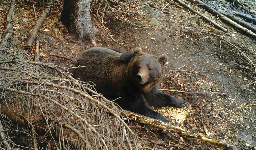 Caz grav de braconaj în Argeș! Un urs a fost găsit schingiuit într-o capcană plasată ilegal. Animalul a decedat