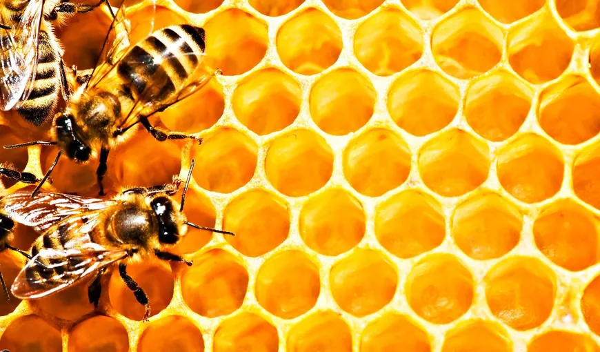 Ce se întâmplă dacă dispar albinele de pe Pământ. Detaliul pe care trebuie să-l ştii despre miere
