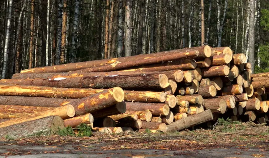 Percheziţii de amploare într-un dosar privind tăieri ilegale şi furt de arbori