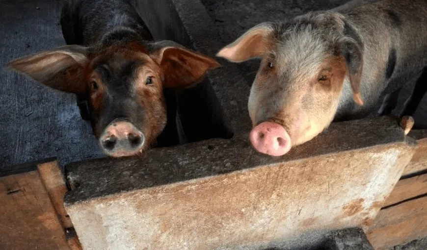 Pesta porcină africană a trecut de la animale sălbatice la cele domestice, în Germania. Primele cazuri au fost descoperite la două ferme