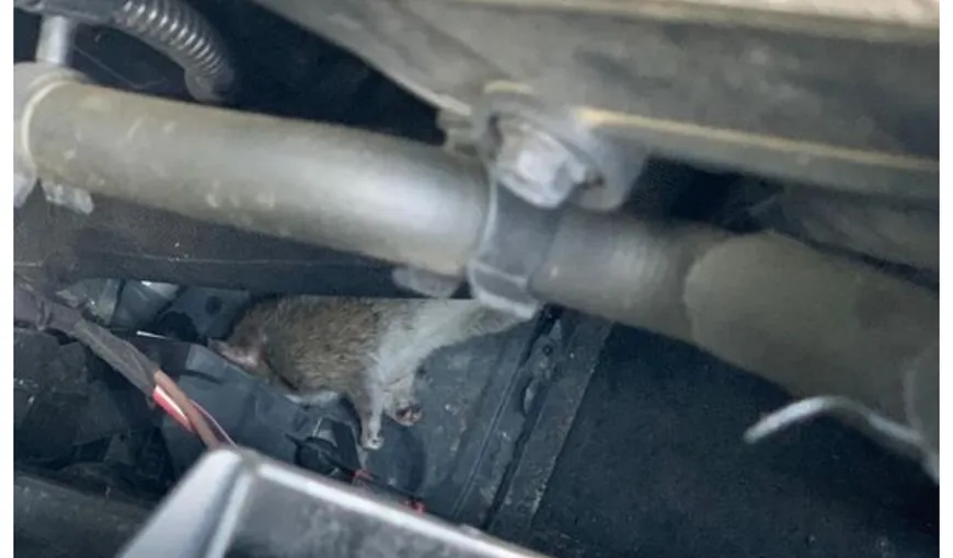 Adrian Cuculis îl dă în judecată pe Nicuşor Dan după ce şobolanii i-au ros cablurile de la maşină: „Deratizarea Bucureştiului s-a făcut la mişto”