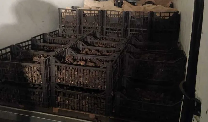 1.200 de kilograme de trufe negre, confiscate de către Poliția din Neamț. Captură de aproape jumătate de milion de lei