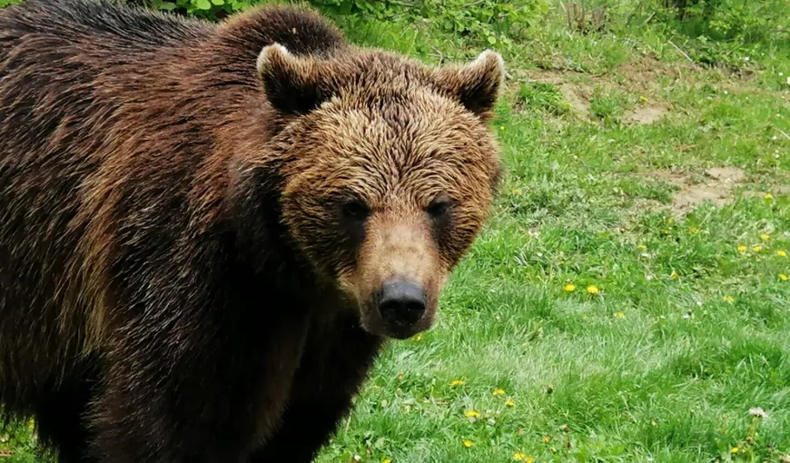 Tanczos Barna, reacţie după ce atacurile urşilor au băgat în spital cinci oameni în trei săptămâni: „Responsabilitatea este a noastră”