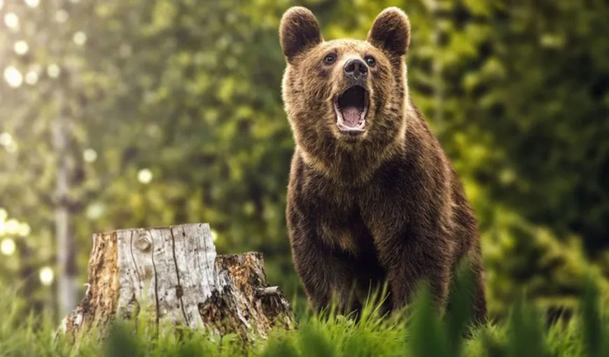 Încă un om a fost ucis de urs. A fost găsit în pădure cu ajutorul unei drone