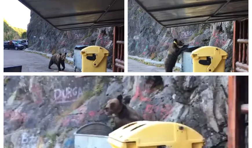Alertă la Barajul Vidraru. Urs surprins în timp ce caută mâncare în tomberon. Reacţia unui turist