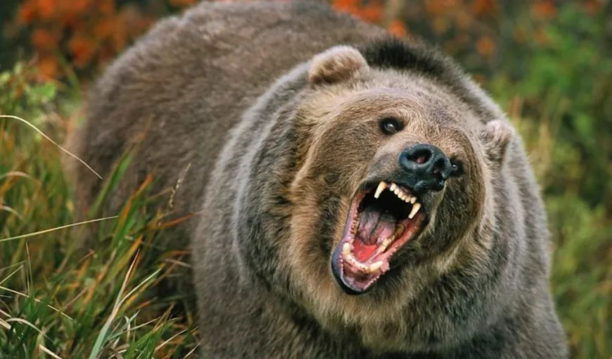 Ludovic Orban anunţă măsurile prin care vor fi oprite atacurile urşilor. „Îmi sunt dragi urşii, dar mai dragi îmi sunt oamenii”