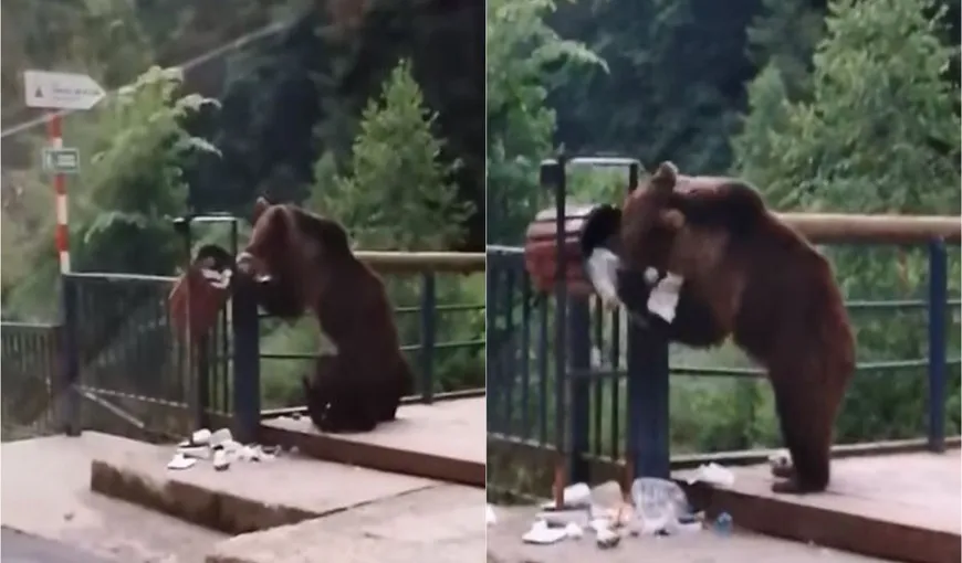 Urșii din Bacău au ieșit din pădure, pentru a lua masa în oraș. Cum au fost surprinse animalale – VIDEO