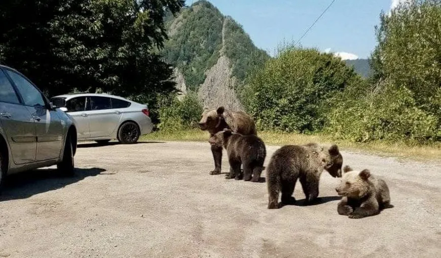 Safari pe Valea Prahovei. Turiştii au sunat la 112 după ce s-au întâlnit cu o ursoiacă