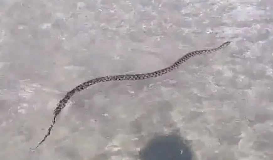 Alertă pe litoral. Un şarpe a fost zărit pe plaja din Venus: Este al 3-lea prins în 3 zile. De acolo vin!