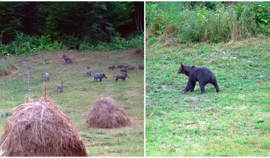 Urșii înfometați, filmați în timp ce fură hrana mistreților. „Cine este mai puternic, câștigă locul la masă” VIDEO