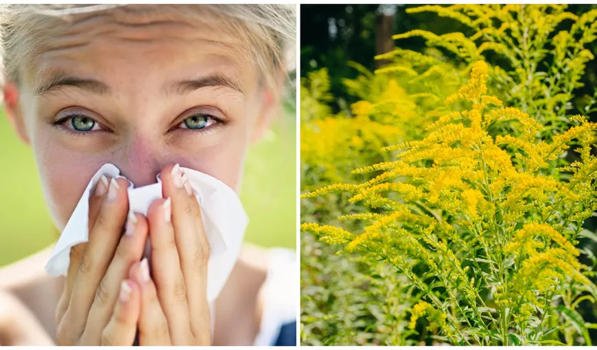 Alergia la ambrozie, afecțiunea care se poate transforma în astm. A venit sezonul rinitelor, cum ne putem apăra