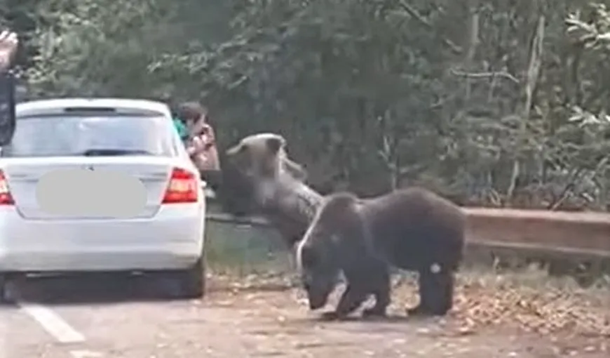 Momentul terifiant în care un urs atacă un turist care încearcă să îl fotografieze VIDEO
