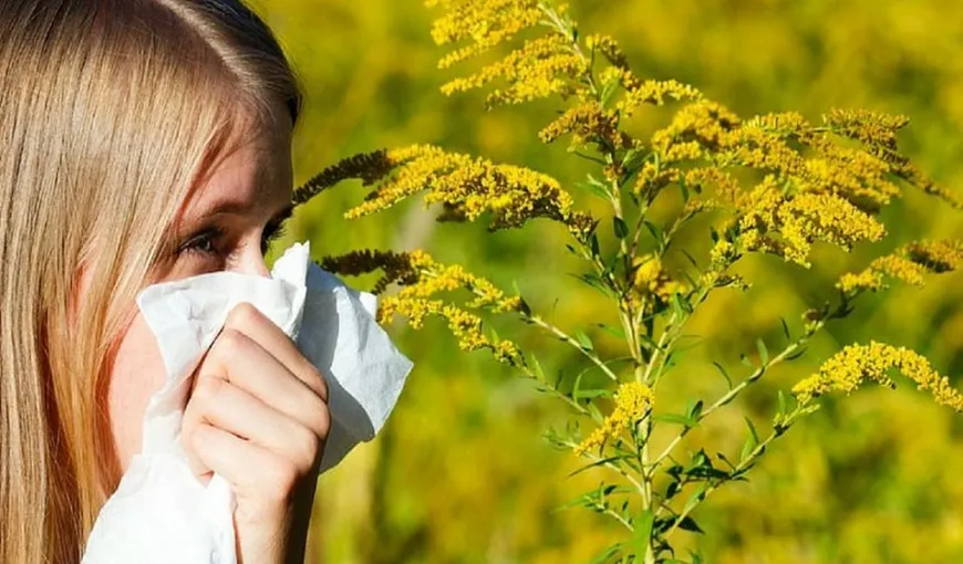 Românii alergici la ambrozie trebuie să aibă mare grijă. Un specialist atrage atenţia: „80%  dintre pacienții cu alegeri la ambrozie pot dezvolta astm bronșic”
