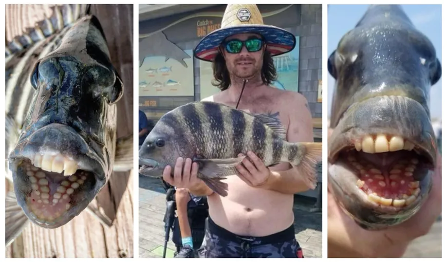 Pește extrem de rar cu „dinți de om” prins în Carolina de Nord