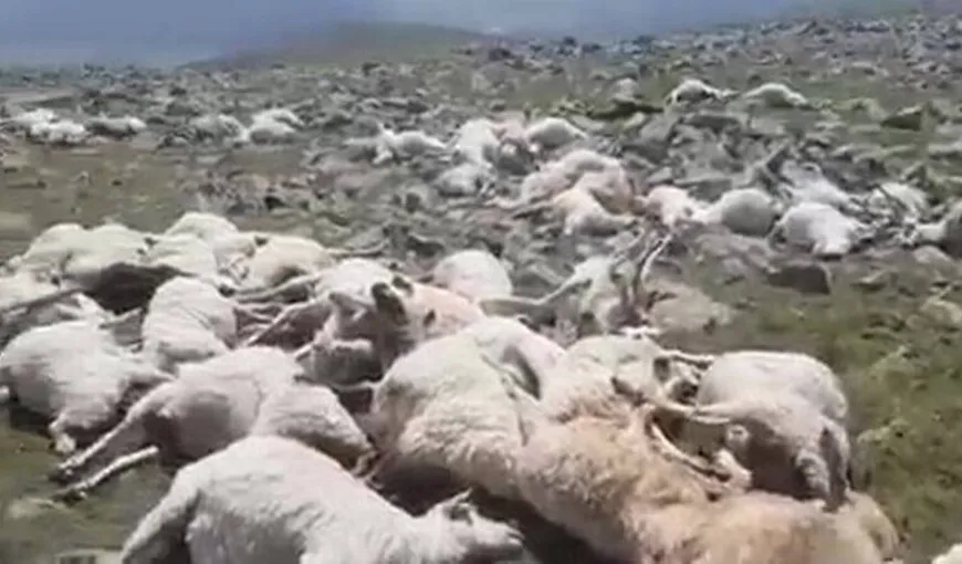 Privelişte înfiorătoare pentru un cioban: sute de oi ucise de fulger