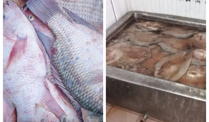 Tone de peşte stricat au ajuns în farfuriile românilor. Era spălat cu oţet, apoi era vândut ca fiind peşte proaspăt