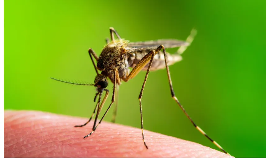 Invazie de ţânţari în România. Au fost confirmate trei cazuri de infecţie cu virusul West Nile