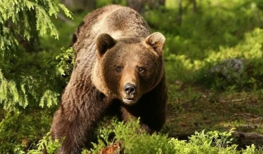 Recensământ fără precedent al urşilor, lansat de România. Care sunt temerile ONG-urilor